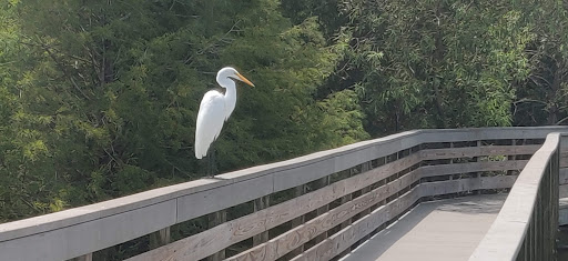 Park «Kapok Park», reviews and photos, 2950 Glen Oak Ave N, Clearwater, FL 33759, USA