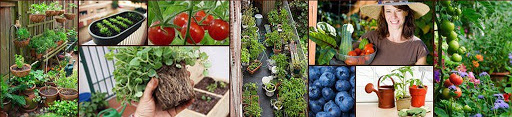 Grow Organic Vegetable Gardening