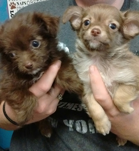 Pet Store «THE PET STORE», reviews and photos, 1115 Andrews Hwy, Midland, TX 79701, USA