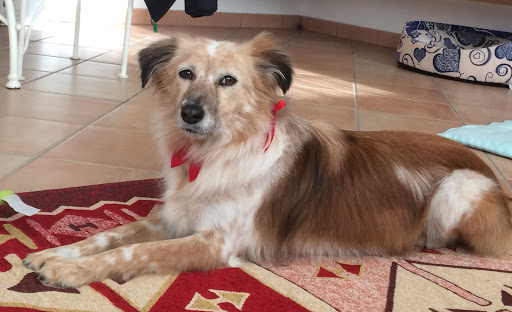 Pensioni per cani e dog hotel a Wash Dog Cocquio Trevisago