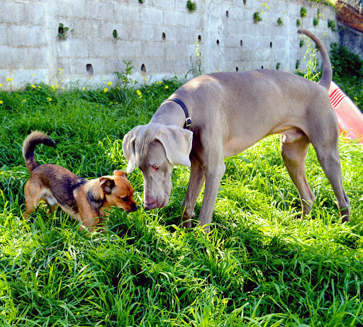 Petside® - | Day care for dogs in Lisbon | Family stay | Hotel for Dogs |