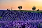 Lavendelfeld Valensole