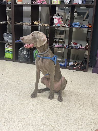 Clínica Veterinaria San Vicente en Valencia