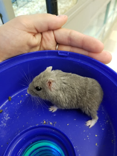 Pet Store «Critters Pet Shop», reviews and photos, Randall Rd, South Elgin, IL 60177, USA