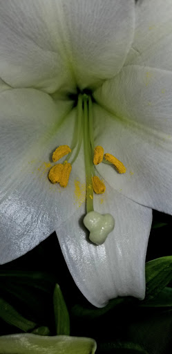 Grocery Store «Safeway», reviews and photos, 406 N Main St, Sebastopol, CA 95472, USA