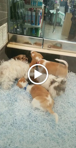 Pet Store «Pet City», reviews and photos, 14200 E Alameda Ave #2036, Aurora, CO 80012, USA