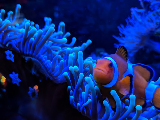 Cocktail Bar «Moloko», reviews and photos, 3967 N Mississippi Ave, Portland, OR 97227, USA