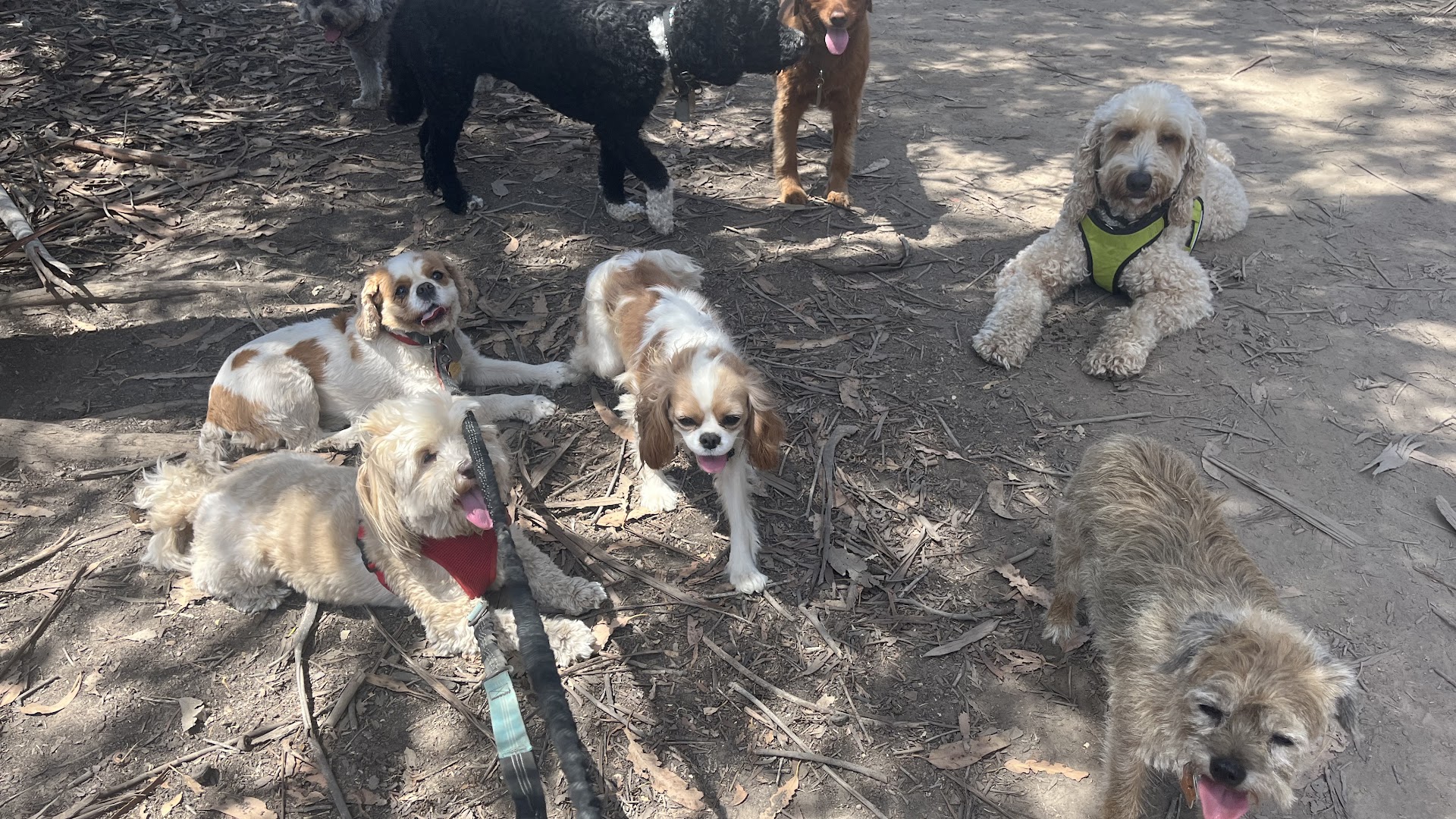 Wag2Apaws group nature hikes and pet sitting