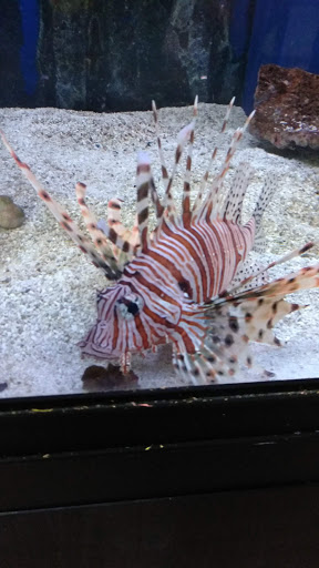 Pet Store «Wildside Pets», reviews and photos, 1042 N Higley Rd #105, Mesa, AZ 85205, USA