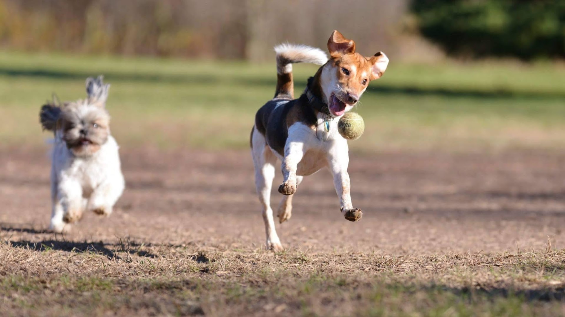 Edgewater Animal Shelter