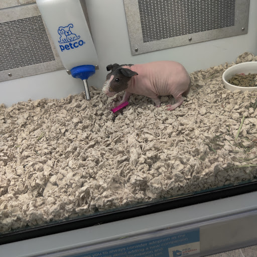 Pet Supply Store «Petco Animal Supplies», reviews and photos, 11147 Park Blvd N, Seminole, FL 33772, USA