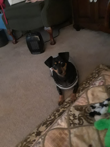 Pet Supply Store «Petco Animal Supplies», reviews and photos, 4915 E 41st St C, Tulsa, OK 74135, USA