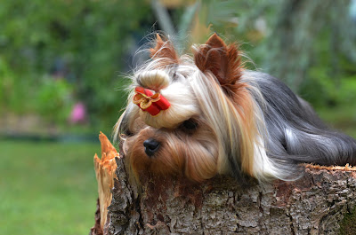 Yorkshire Terrier Club à Saint-Denis-lès-Bourg