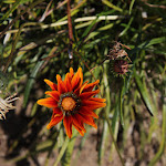 Photo n° 1 de l'avis de Pixel. fait le 24/06/2018 à 17:55 pour Parc de Saleccia à L'Île-Rousse