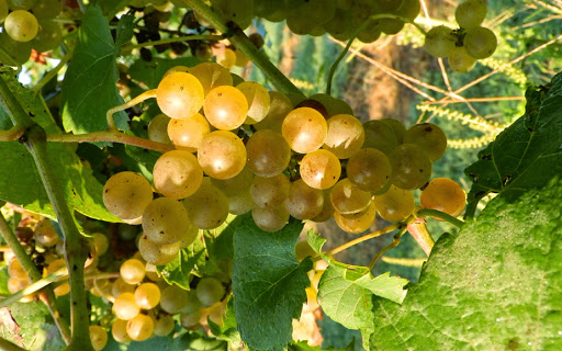 Winery «Best Vineyards», reviews and photos, 8373 Morgans Ln SE, Elizabeth, IN 47117, USA