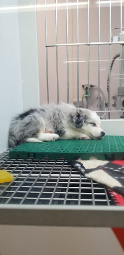 Pet Store «Petland Hilliard», reviews and photos, 5253 Nike Dr, Hilliard, OH 43026, USA