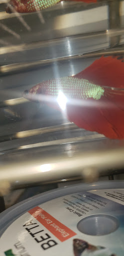 Pet Supply Store «Petco Animal Supplies», reviews and photos, 6025 Kruse Dr #159, Solon, OH 44139, USA