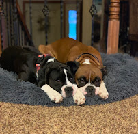 CK Kennels - Photo 3 - Car repair in Harrisburg, SD, Sioux Falls