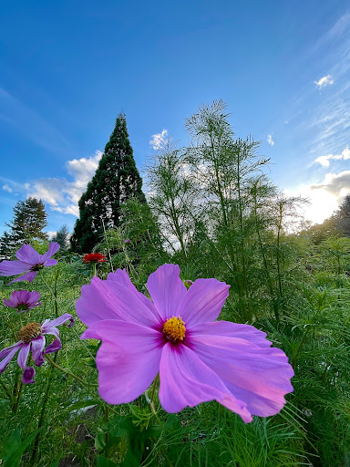 Park «McAuliffe Park», reviews and photos, 10824 NE 116th St, Kirkland, WA 98034, USA