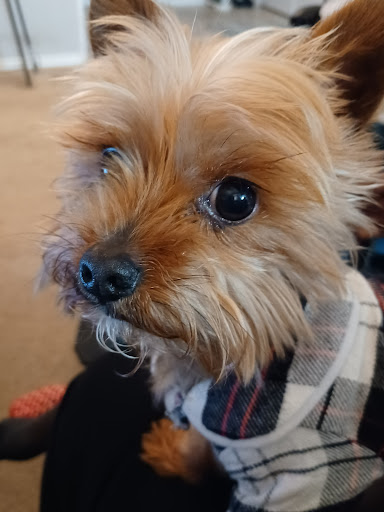 Pet Supply Store «EarthWise Pet Supply - Richardson», reviews and photos, 1310 W Campbell Rd #128, Richardson, TX 75080, USA