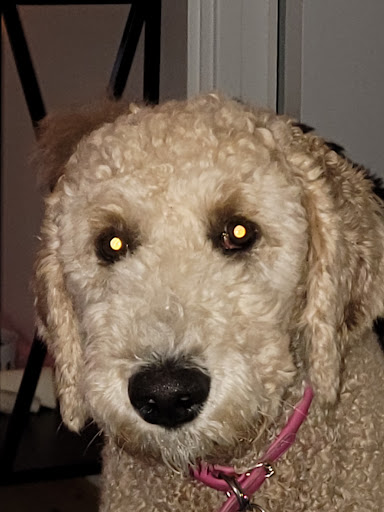 Pet Supply Store «Naturally Healthy Pet», reviews and photos, 1850 Thomasville Rd, Tallahassee, FL 32303, USA