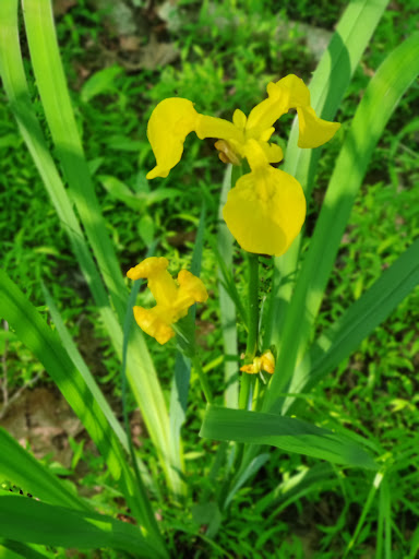 State Park «Rosaryville State Park», reviews and photos, 7805 W Marlton Ave, Clinton, MD 20735, USA