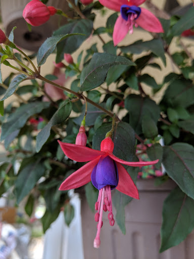 Produce Market «Buckland Farm Market», reviews and photos, 4484 Lee Hwy, Warrenton, VA 20187, USA