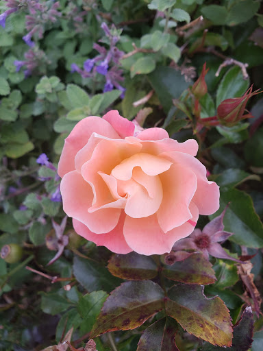 Fast Food Restaurant «Chick-fil-A», reviews and photos, 420 Howe Ave, Cuyahoga Falls, OH 44221, USA