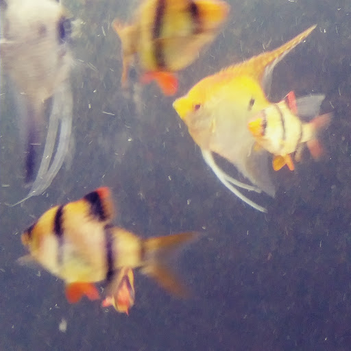 Tropical Fish Store «The Fish Store», reviews and photos, 2050 Chamblee Tucker Rd, Chamblee, GA 30341, USA