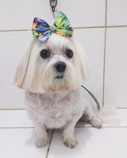 Logo da empresa - Mimo Pets