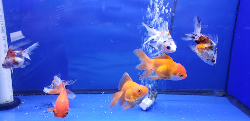 Pet Store «Pet World», reviews and photos, 891 Harriman Pl, San Bernardino, CA 92408, USA