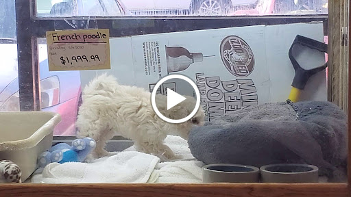 Pet Store «Animal Ark Pet Stores», reviews and photos, 33 Center St, Orem, UT 84057, USA