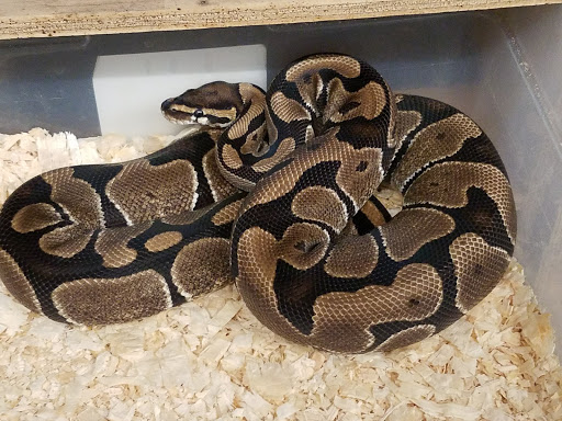 Pet Store «Petfection Exotic Pet Specialist», reviews and photos, 2989 PA-611 Suite 102, Tannersville, PA 18372, USA