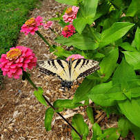 Monarda Garden and Landscaping - Photo 3 - Car repair in Bethel, CT, Danbury