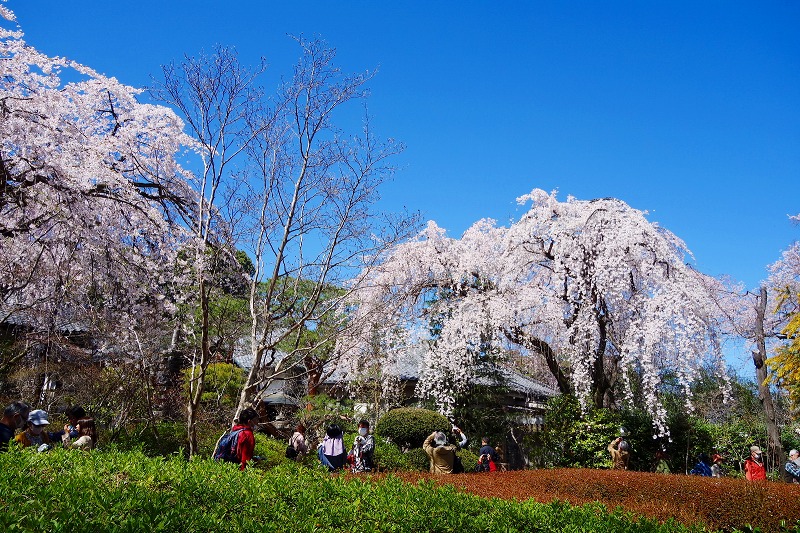 中院のしだれ桜