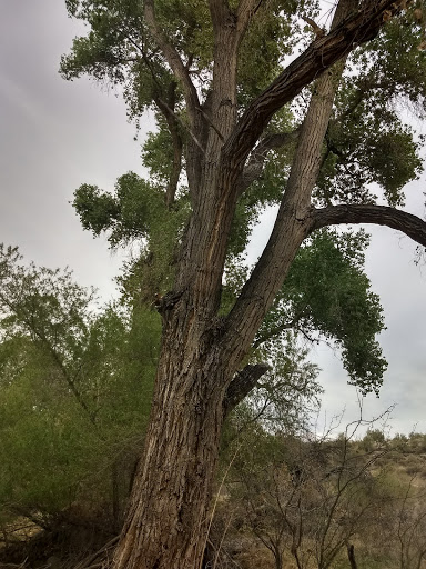 Horseback Riding Service «Spur Cross Stables», reviews and photos, 44029 N Spur Cross Rd, Cave Creek, AZ 85331, USA