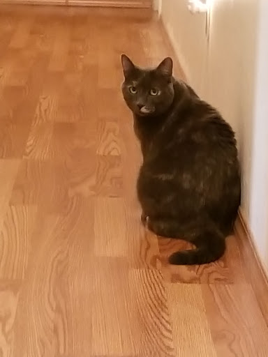 Pet Supply Store «Petco Animal Supplies», reviews and photos, 3485 Grand Oaks, Corona, CA 92881, USA