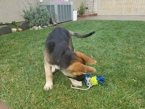 Pet Supply Store «PetSmart», reviews and photos, 1935 N Campus Ave, Upland, CA 91784, USA