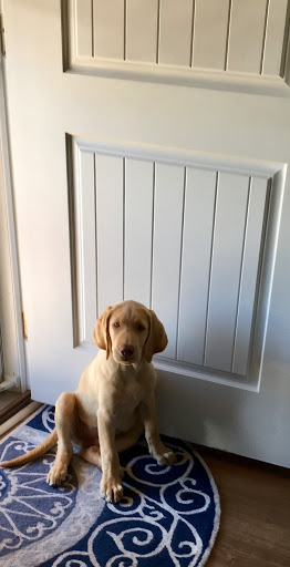 Dog Trainer «K9 Penn Dog Training Services», reviews and photos, 475 Sandy Ln, Surfside Beach, SC 29575, USA