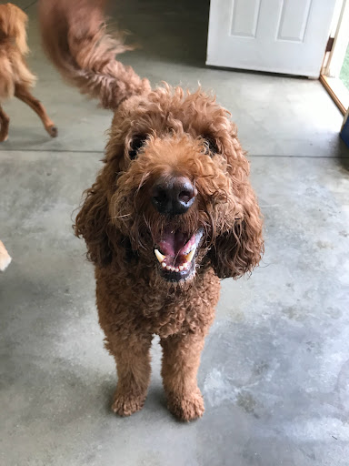 Pet Store «Happy, Clean and Smart», reviews and photos, 5700 W Kilgore Ave, Muncie, IN 47304, USA