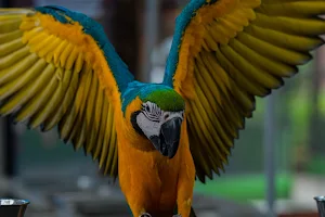 Suvi Bird Park image