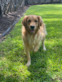 Sugar's Pet Sitting - Photo 9 - Car repair in Dallas, TX, Dallas