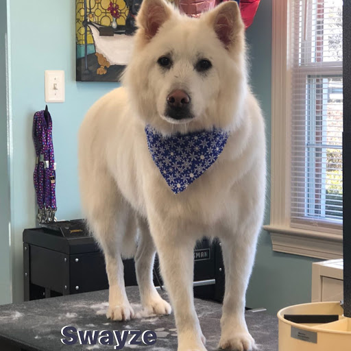 Shaggy to Chic Pet Grooming LLC
