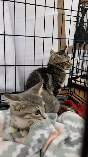 Pet Supply Store «Pet Supermarket», reviews and photos, 1070 E Hwy 50, Clermont, FL 34711, USA