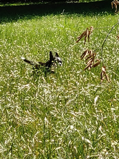 Park «Bachman Lake Park», reviews and photos, 3500 W Northwest Hwy, Dallas, TX 75220, USA