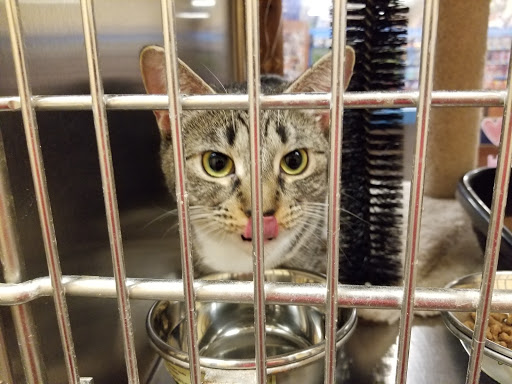 Pet Supply Store «PetSmart», reviews and photos, 3665 Marketplace Blvd, East Point, GA 30344, USA