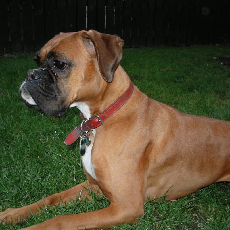 Tarril Boarding Kennels & Cattery