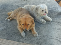 Dallas and Pals Off-Leash Dog Walking - Photo 9 - Car repair in Kent, WA, Tacoma
