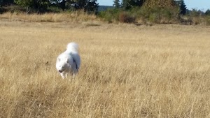Fort Steilacoom Dog Park - photo 63