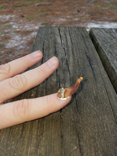 Dog Park «Zollie Young Dog Park», reviews and photos, 3829 E 43rd St, Panama City, FL 32404, USA